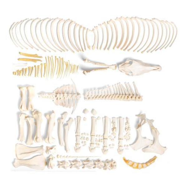 3B Scientific Horse skeleton, f, Disarticulated 1021004